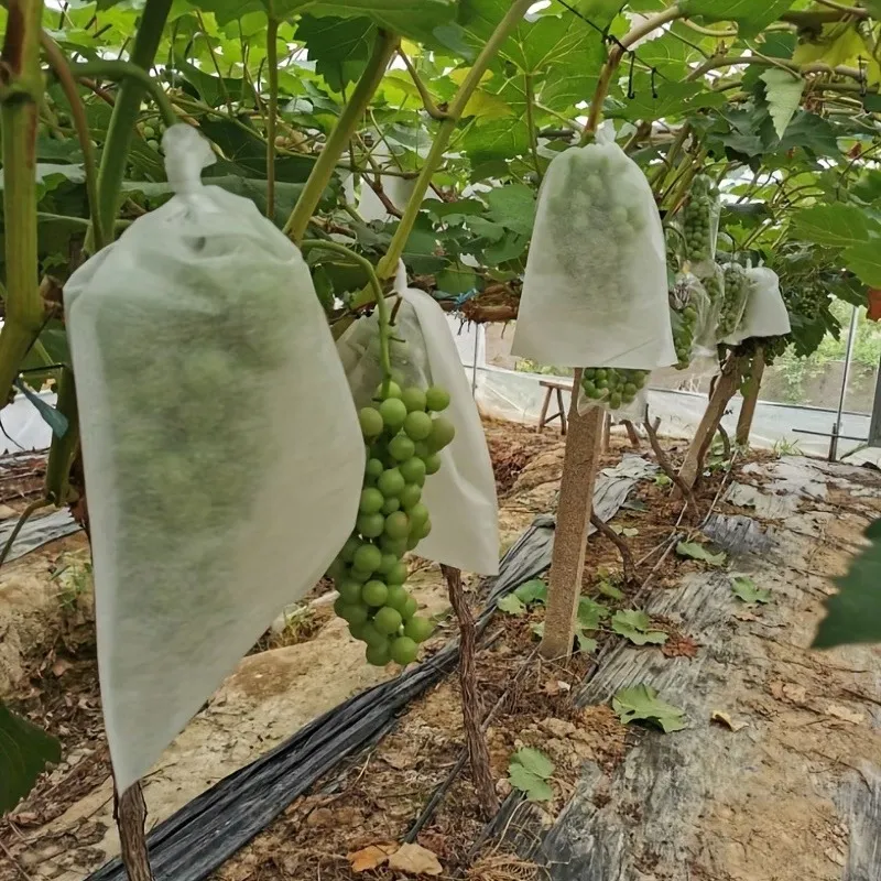 80 sacs à raisins non tissés avec protection anti-insectes, blancs, 30 ...