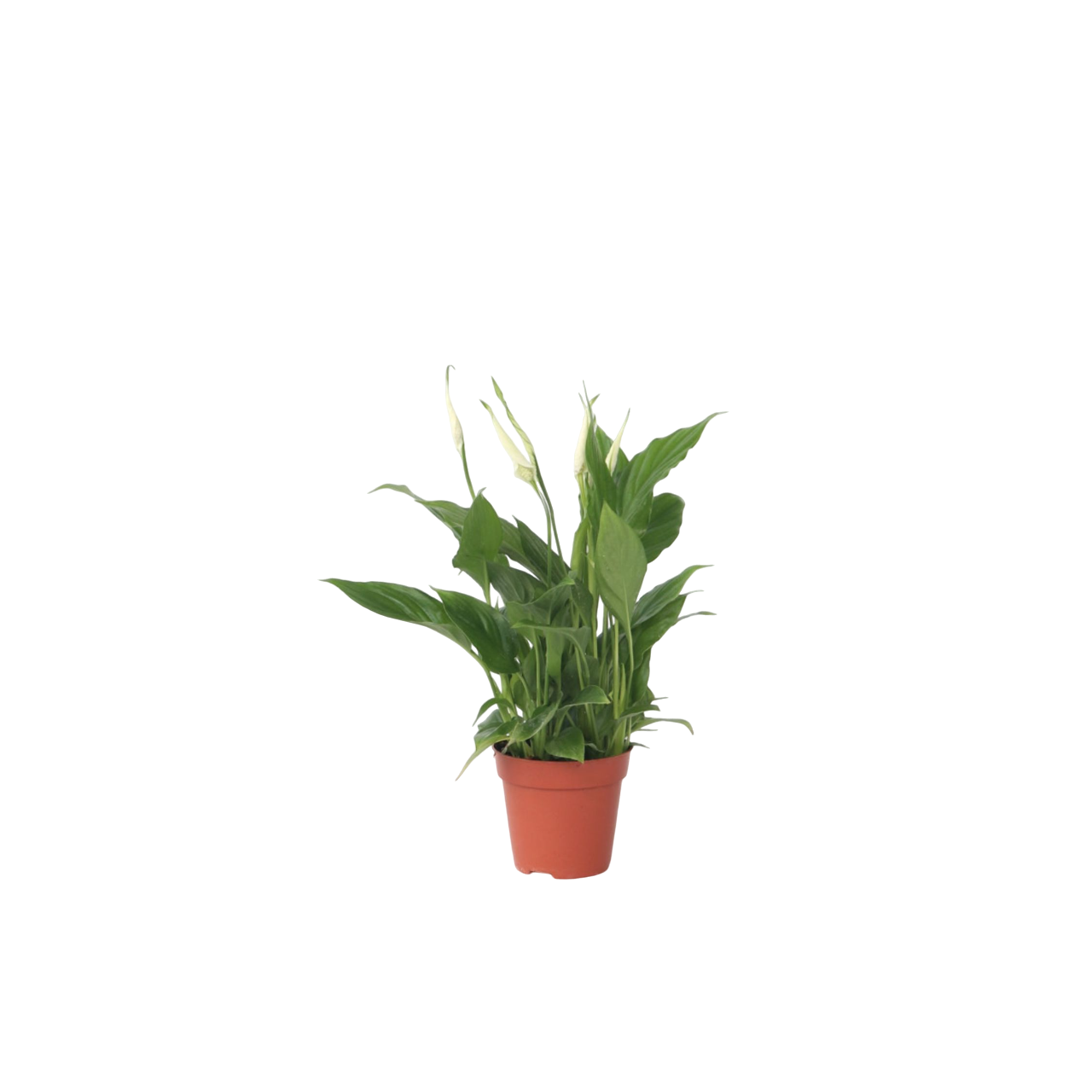 POWERS TO FLOWERS - SPATIFILLO MINI IDEALE PER TERRARIUM, VASO 5,5cm, Piante vere - Powers to flowers - piante e fiori