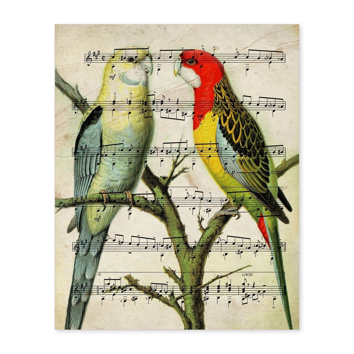 Poster Di Uccelli. Foglio Di Agaporni Con Punteggi. Dipinti Di Pajaritos Con Punteggi Musicali 88986006