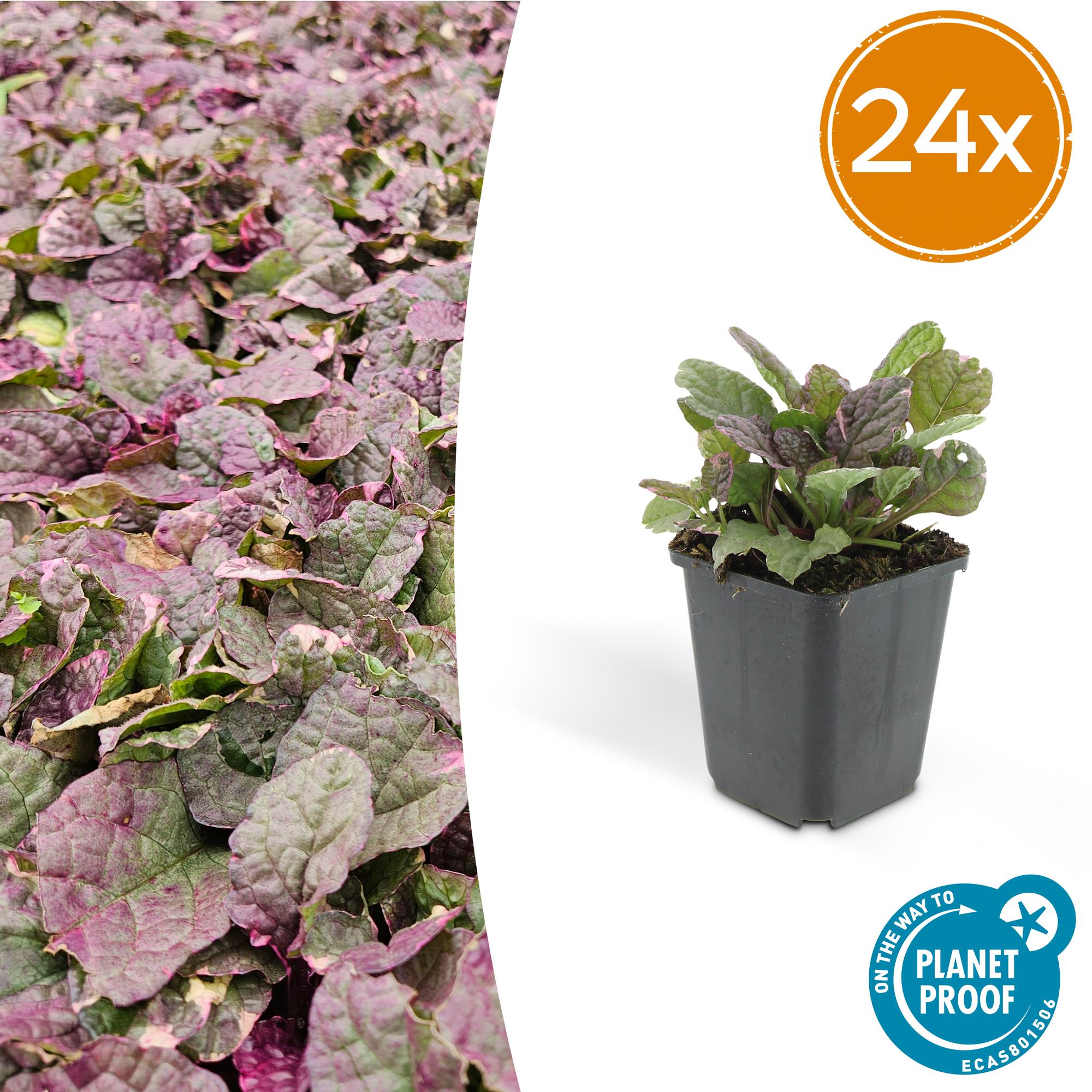 24x Bugle Ajuga reptans „Burgundy Glow” | Doniczka Ø9 cm | Wysokość 10-25 cm – MOSELOTA Zielona