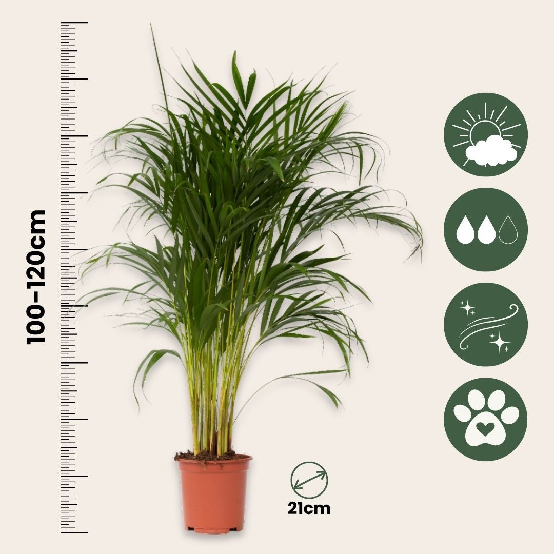 Palma Areca - Dypsis lutescens - Altezza 100-120cm - ⌀21cm - 2