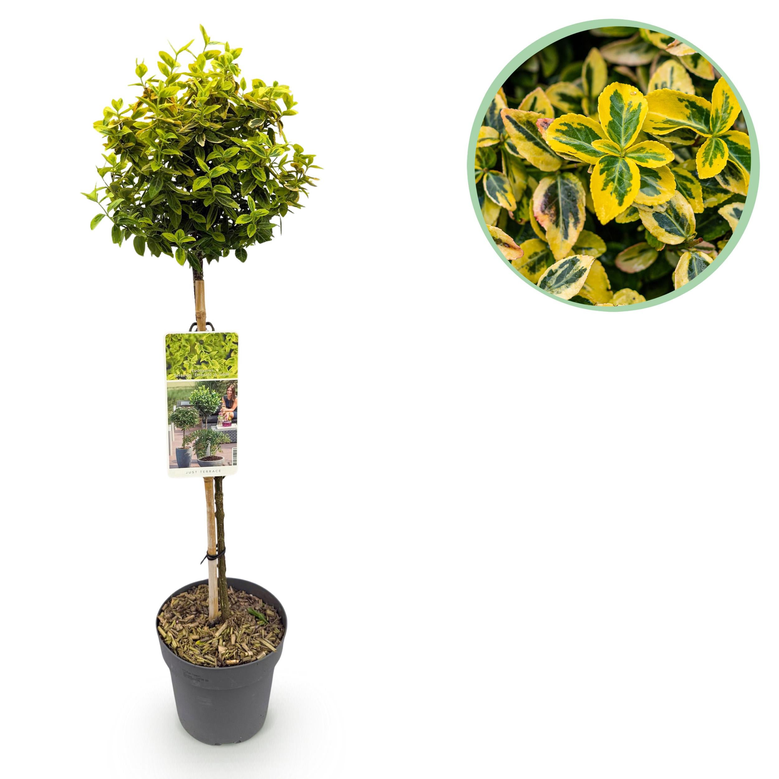 Green boutiQ – Euonymus fortunei Emerald n Gold 90 cm – Roślina na pniu, tarasowa, zimozielona, odporna zimą, liście zielono-żółte, doniczka 19 cm