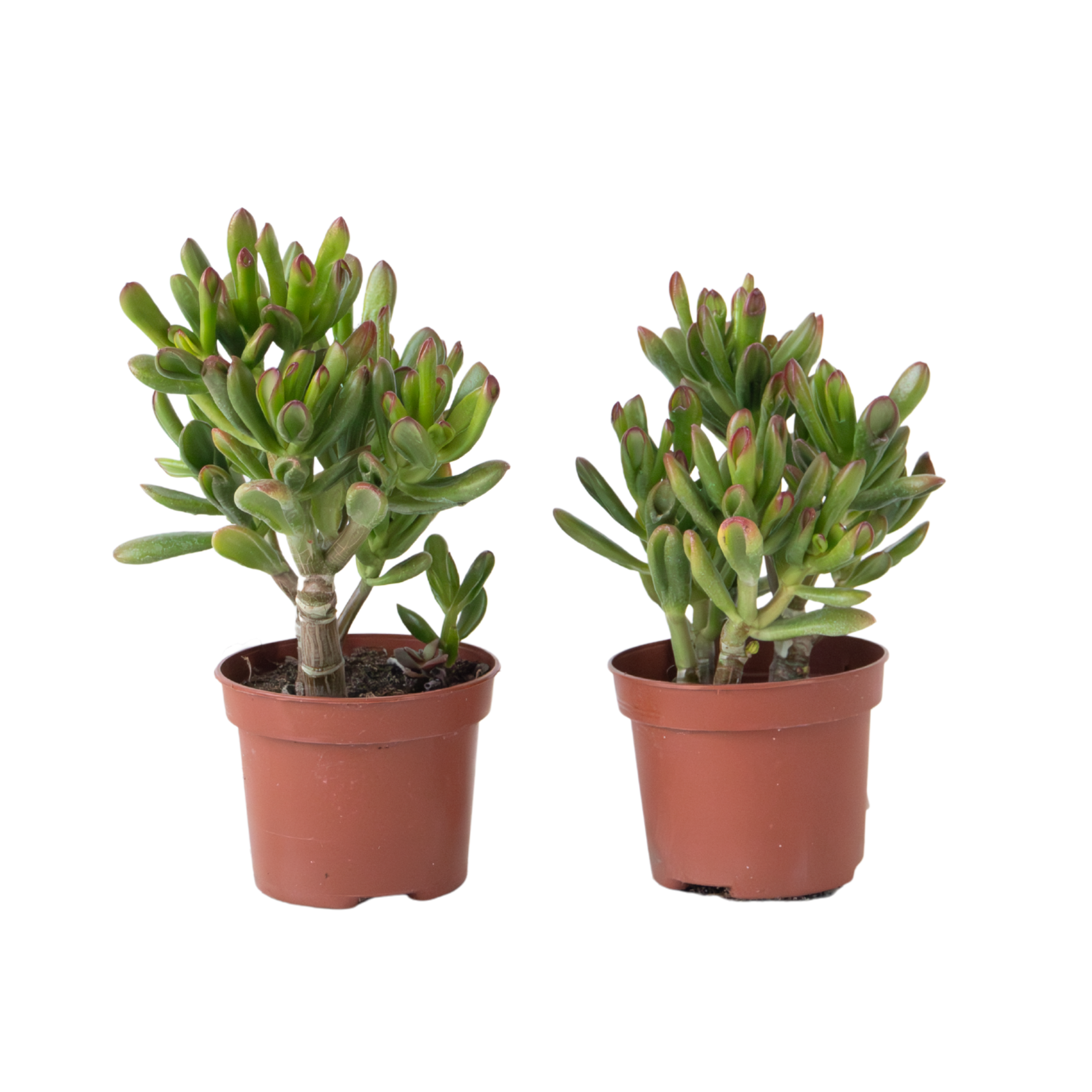 Planta de Jade - Set 2 - Crassula ovata 'Gollum' - Altura 15-25cm - Maceta  12cm | Leroy Merlin