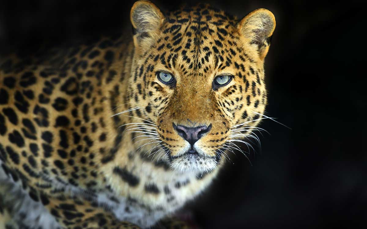 Pintura fotográfica de leopardo de Zanzibar - 80x50 cm | Leroy Merlin