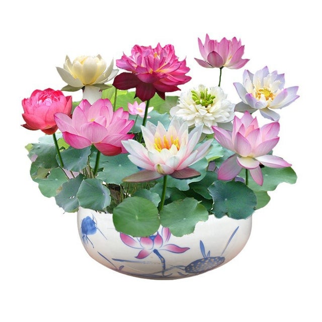 120 semi di fiori di loto, semi di loto di colori misti, semi di loto d'acqua, semi di loto in ciotola per giardino e laghetto