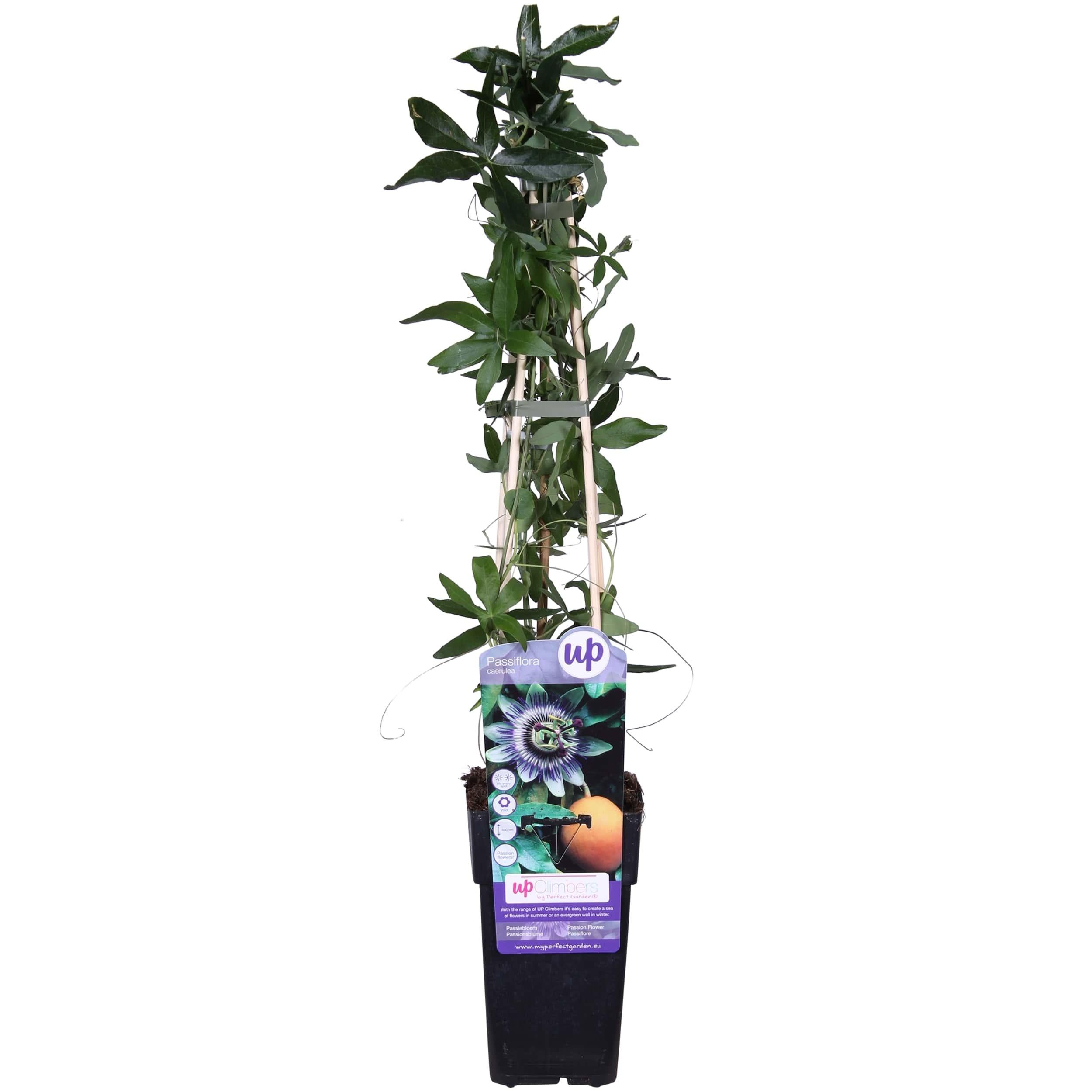 Passiflora Blue caerulea - Męczennica niebiesko-kremowa - 15cm - 65cm