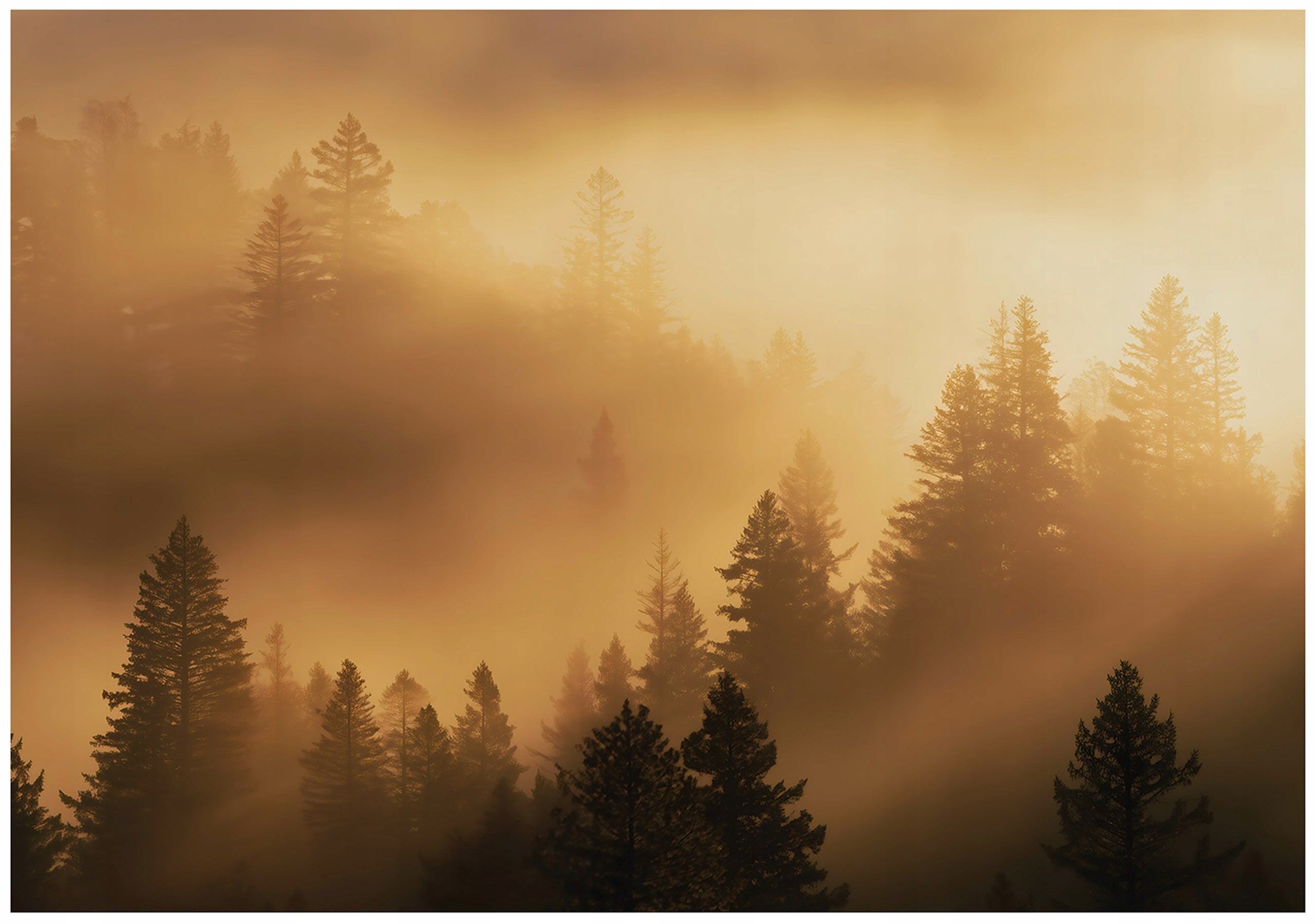 Fototapeta Las we Mgle Beżowy Drzewa Natura 350x250 cm Tapeta Do Sypialni Salonu Kuchni Na Flizelinie