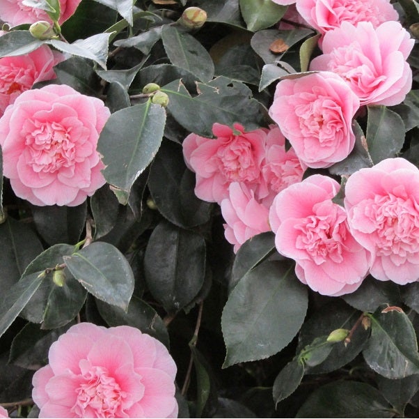 Camélia Rose - Camellia japonica Roze - 40-50 cm pot - 2