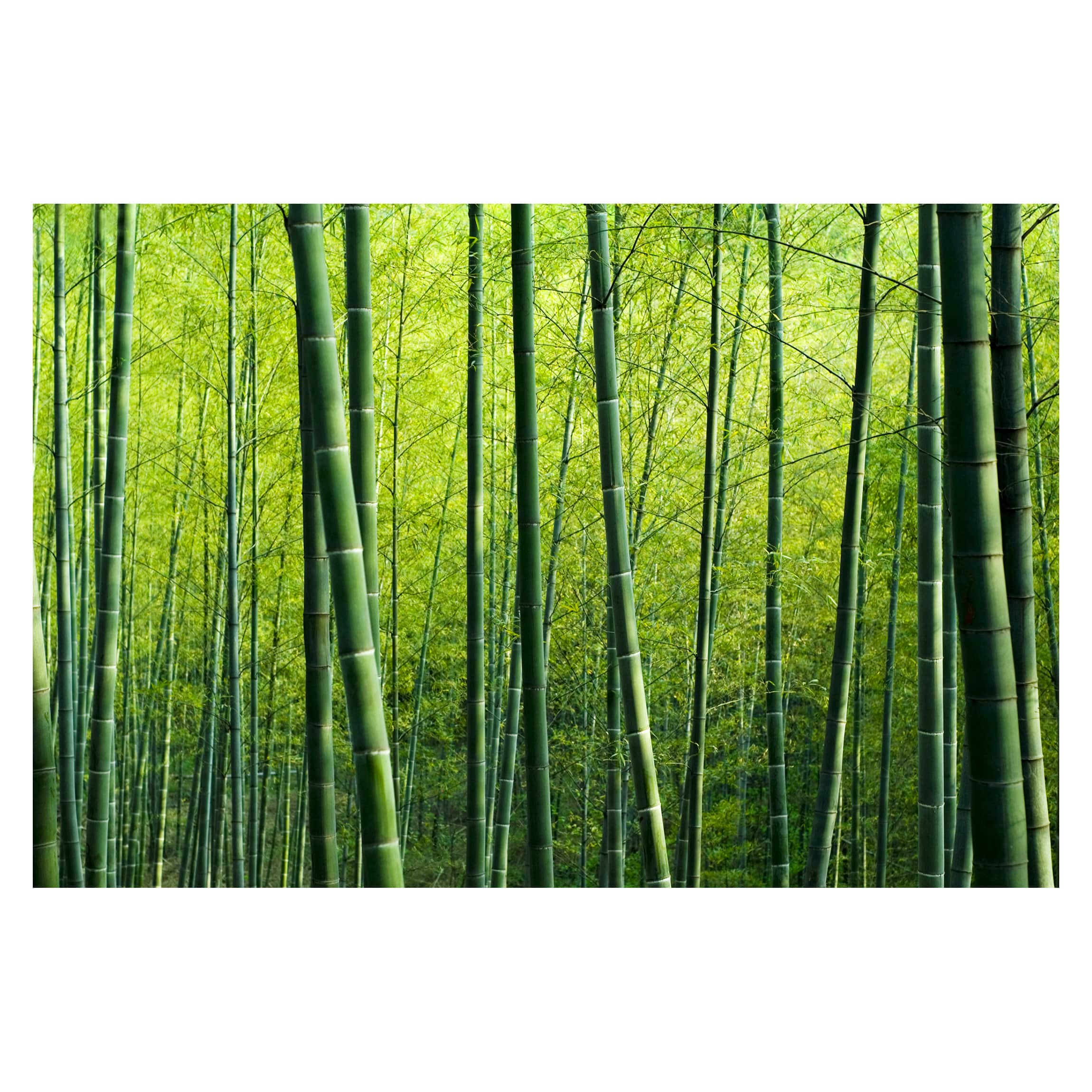 Papel pintado fotomural 3d bosque naturaleza 13 - salón dormitorio cocina pasillo - tnt 288 x 190 cm smart