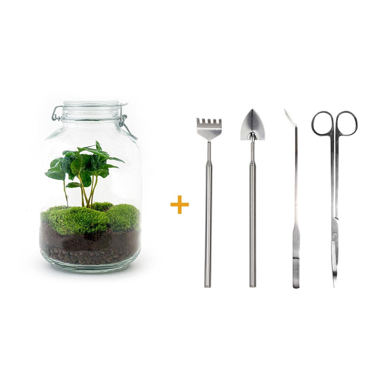 Terrário DIY Coffea Arabica 28 cm – Jardim em garrafa autossuficiente com planta de café e musgo verde - 3