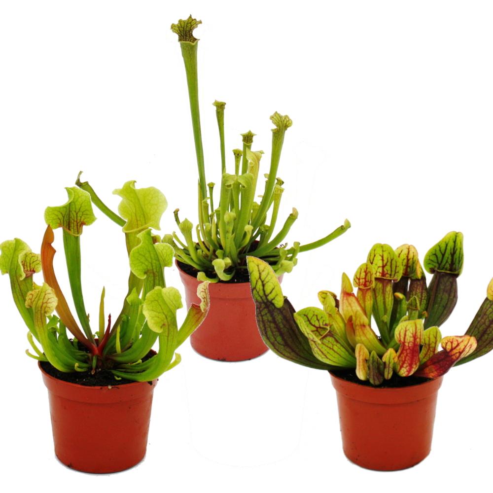 Set De 3 Plantes D'intérieur - Type 1- 9cm