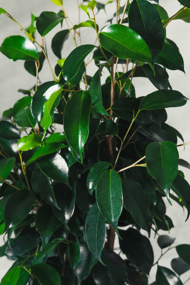 Pianta di Ficus benjamina Danielle vaso 16cm h 110cm