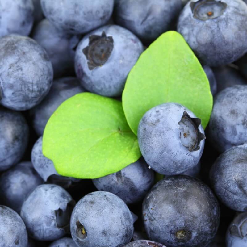 Myrtillier Arbustif 'Berkeley' Conteneur 1,5L Pépinières Naudet