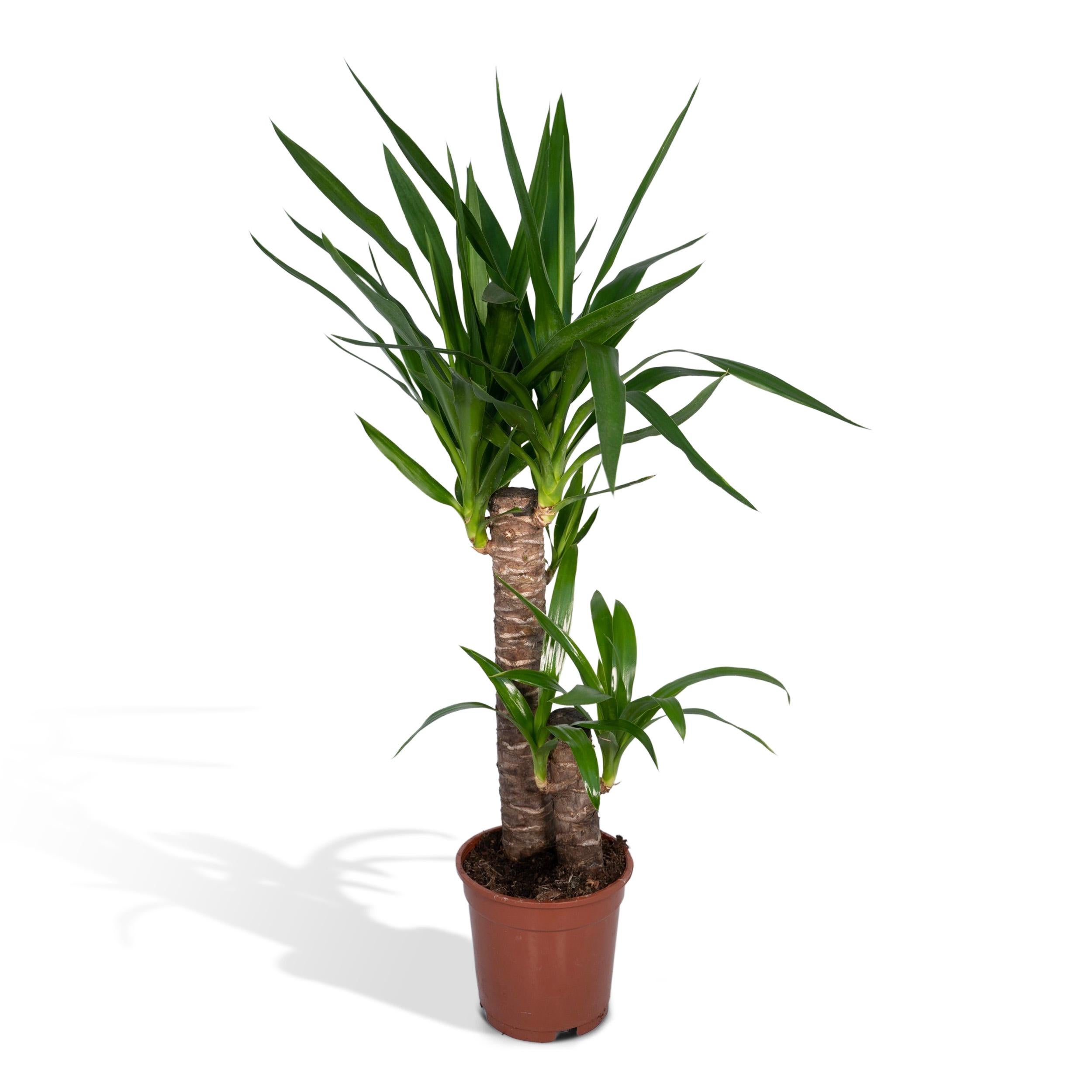 Yucca Elephantipes - Roślina doniczkowa 17 cm - Wysokość 85 cm