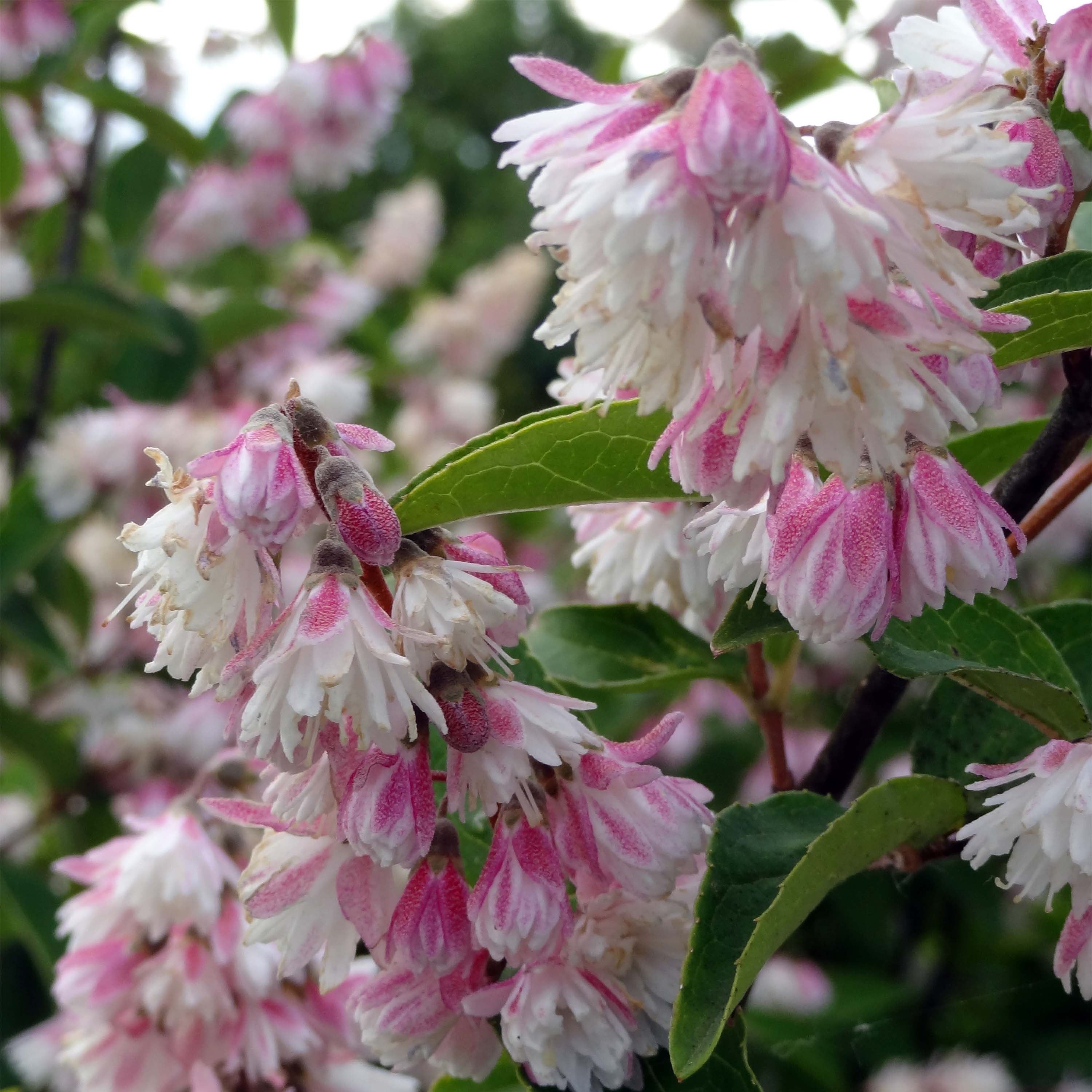 Deutzia scabra 'Plena' Pot de 2L/3L | Leroy Merlin