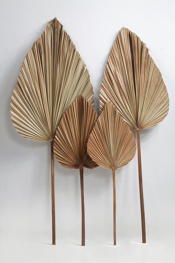 Feuilles de Palmier Séchées Décoratives DAUN - Lot de 2 - avec Tige - 120/115 x 45/38 cm - Décoration Naturelle - 4