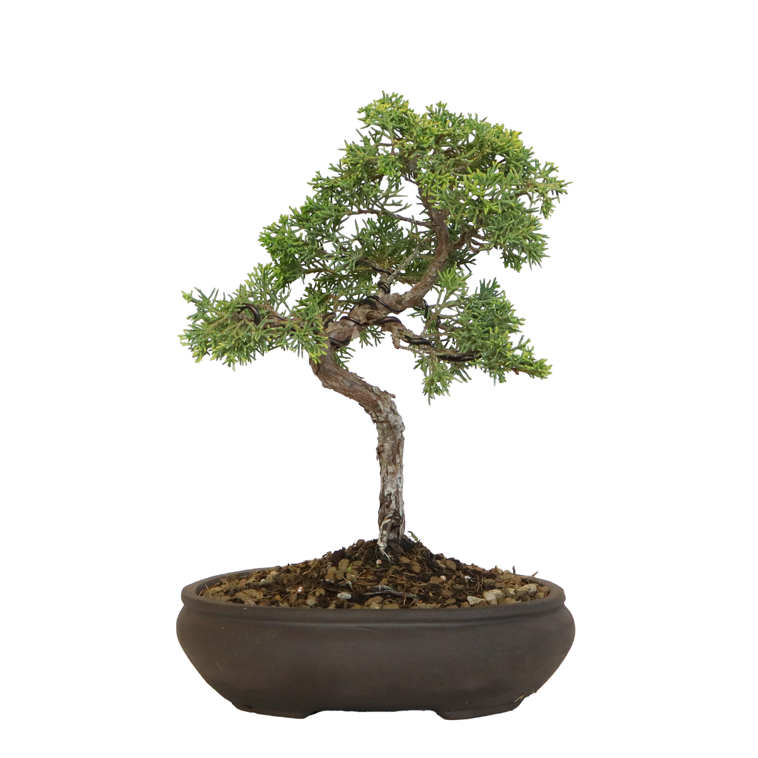 Bonsaï Loropetalum Kentis - Plante Extérieur Ornementale H 35-40 Cm Pot 21 Cm