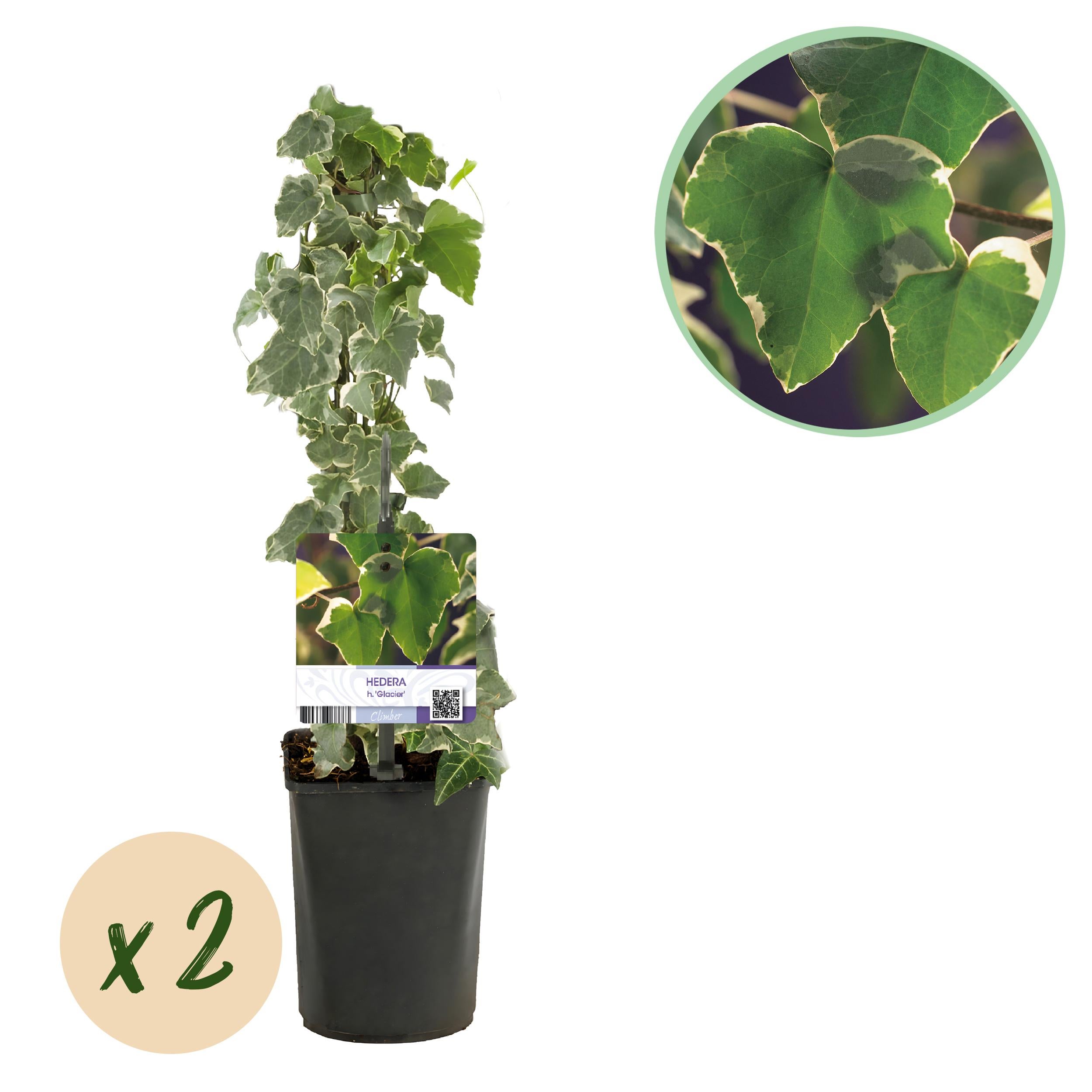 Green boutiQ – Pnącze Hedera helix Glacier – Liście dwubarwne – Zimozielone – 2 rośliny – Doniczka 11 cm – Wys 40 cm