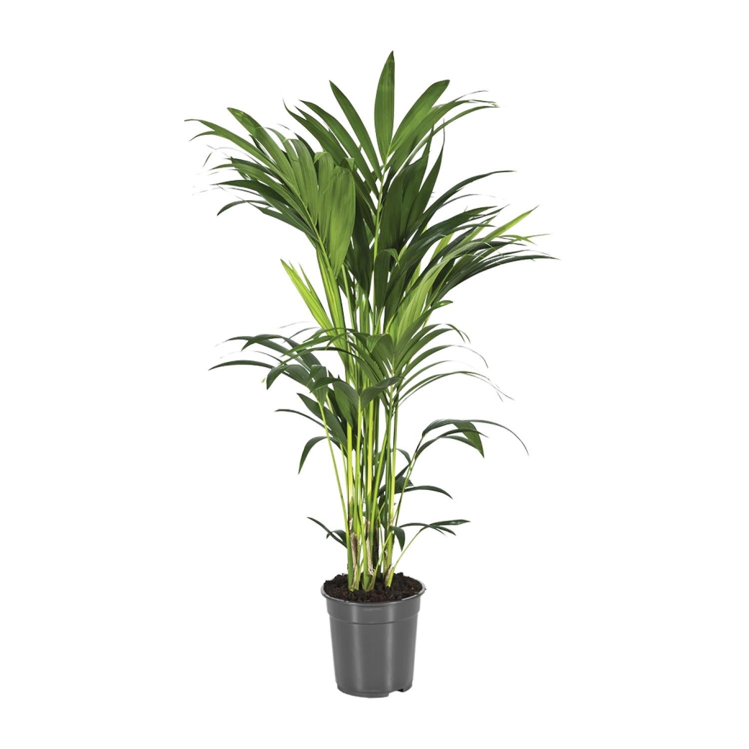 Howea Forsteriana – Palma Kentia doniczkowa Ø21cm Wysokość 100cm Liście eleganckie