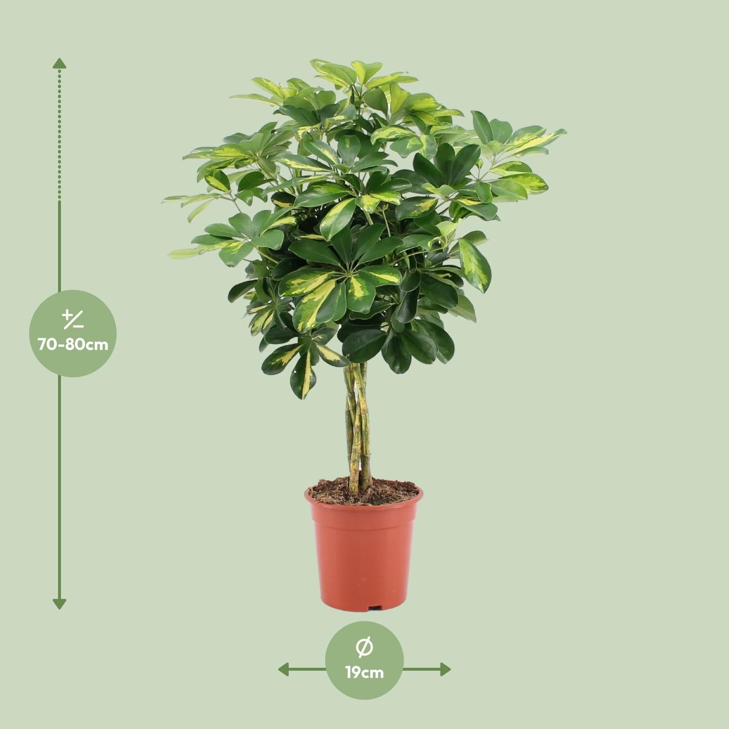 Plante Schefflera Arboricola Gold Capella - Diamètre 19cm, Hauteur 75cm– MOSELOTA Green - 2