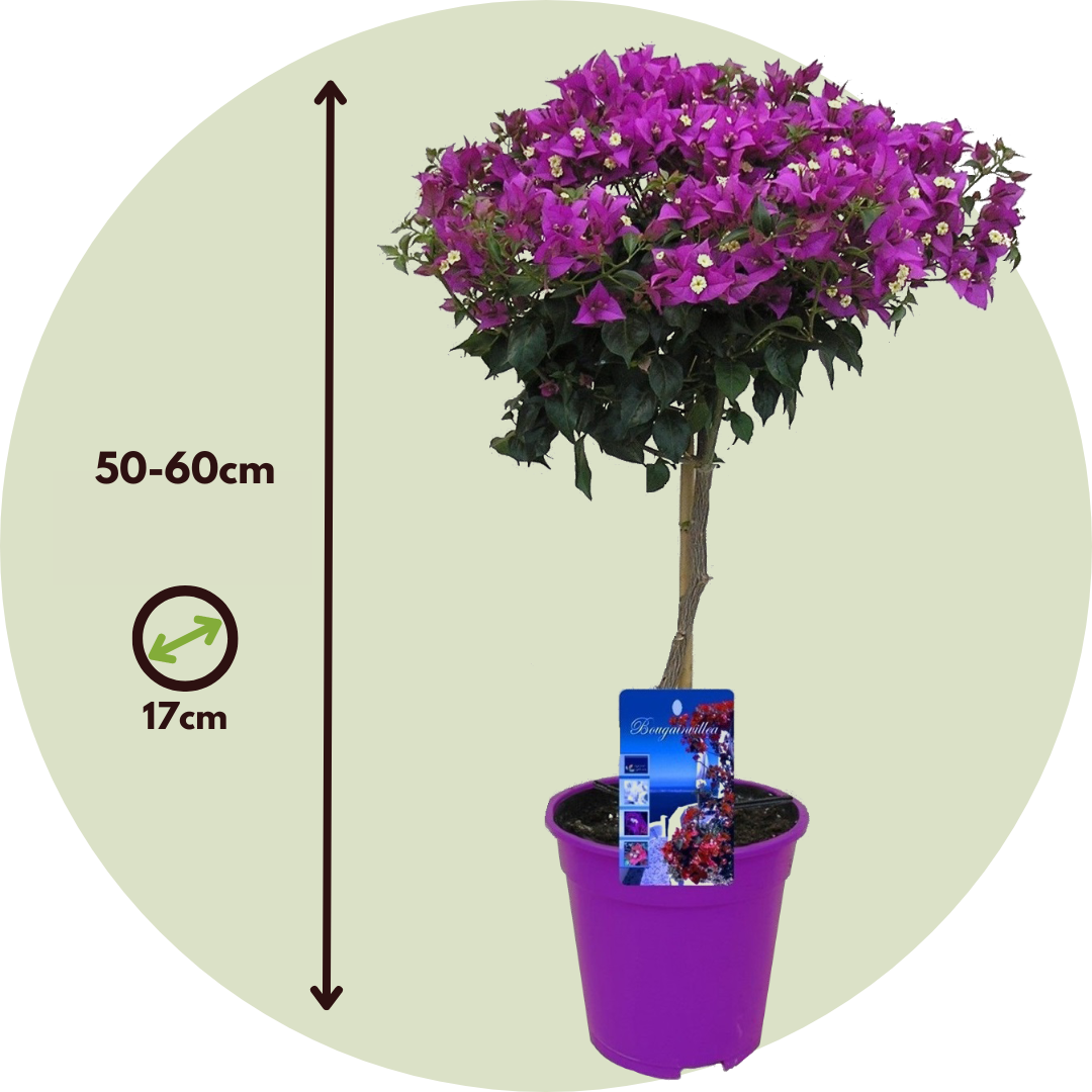 Bougainvillier - Bougainvillea 'Alexandra' - Hauteur 50-60cm - ⌀17cm - 2