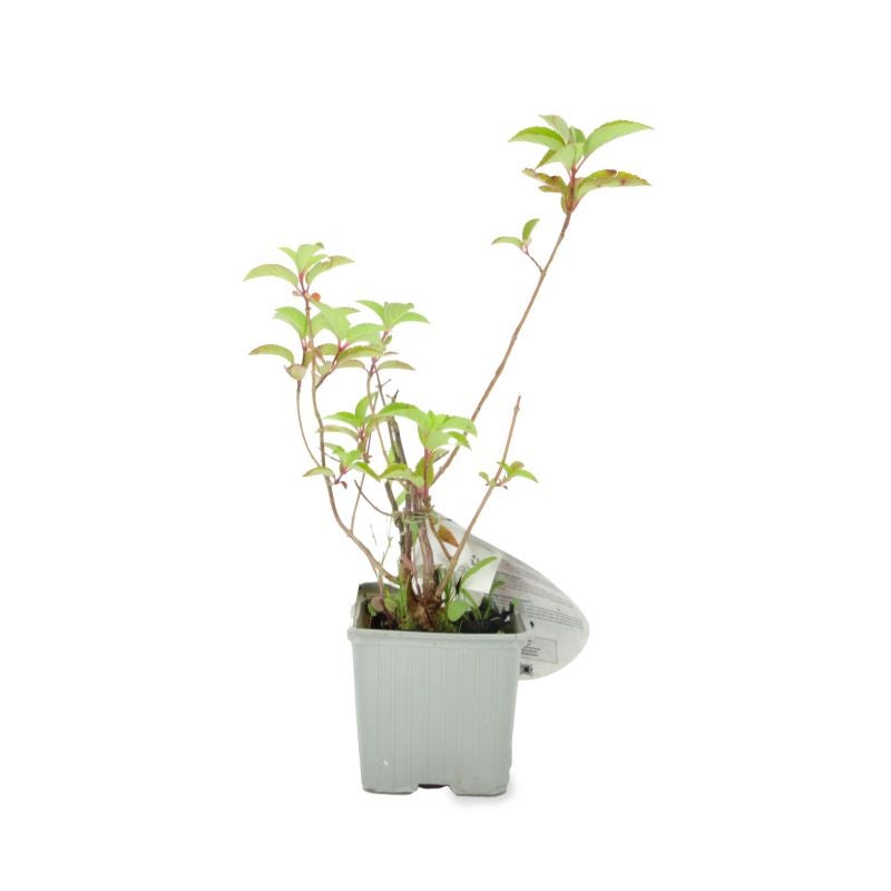 Hortensia Paniculé Fraise Melba® 'Renba' (Hydrangea Paniculata) - Godet - Taille 13/25cm - Pépinières Naudet - 2