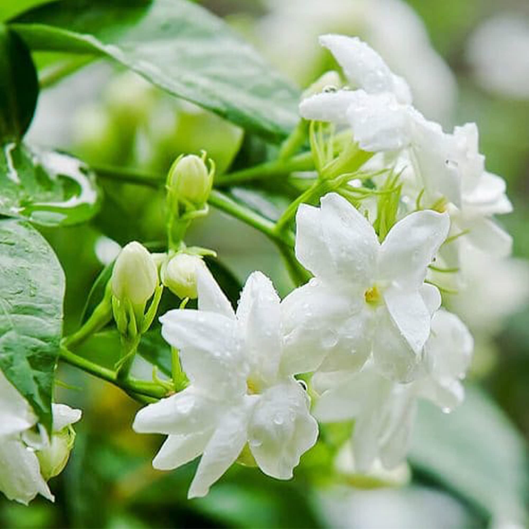 200 graines de jasmin à fleurs doubles, une variété de jasmin de Sabah, idéale pour les jardins et les balcons. - 5