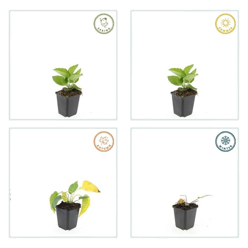 24x Plante Rudbeckia fulgida 'Goldsturm' - ↕10-25cm (hauteur) - Ø9cm (diamètre)– ComfortXL Green - 3