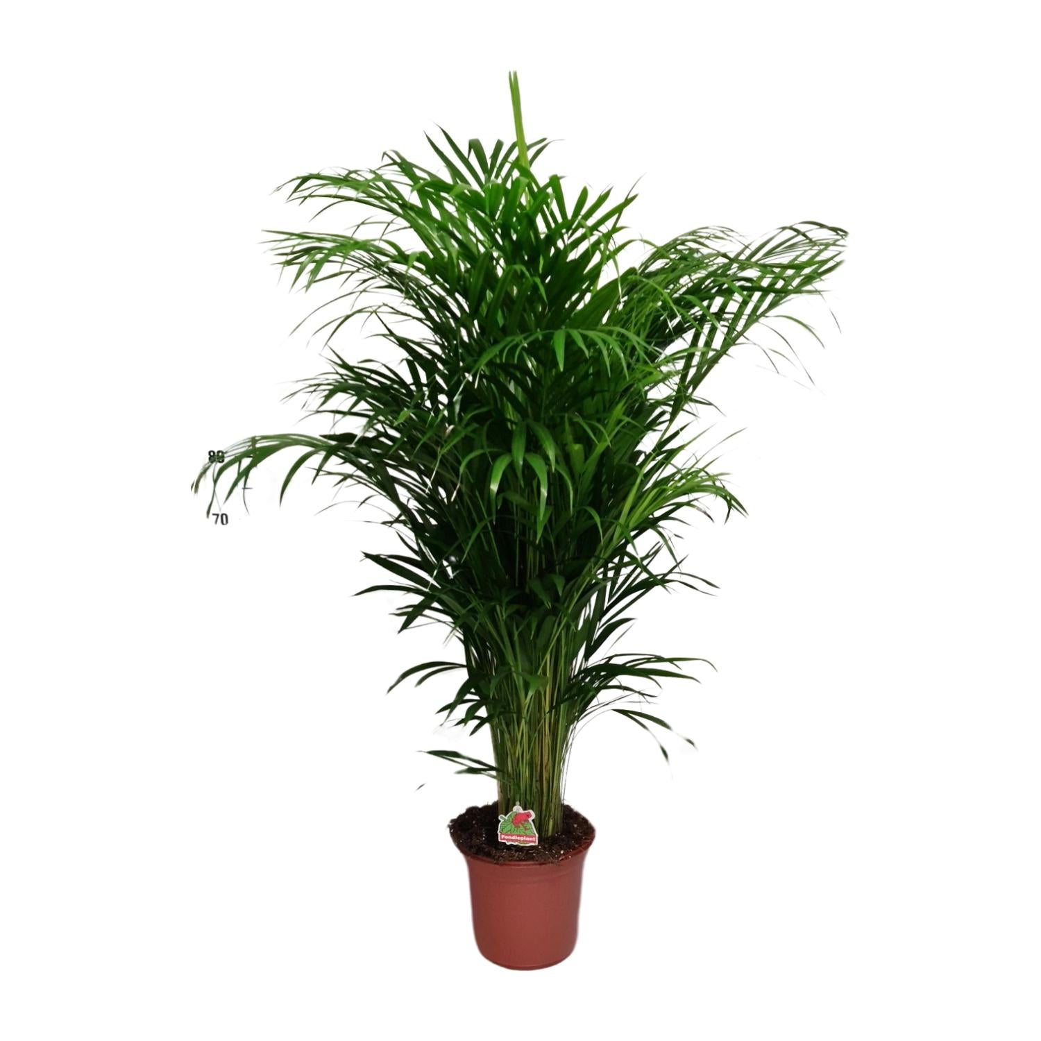 Dypsis Lutescens Palma doniczkowa - Ø24cm - Wysokość 125cm