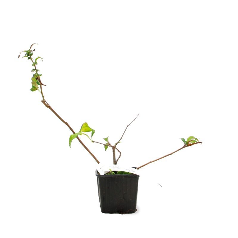 Cognassier du Japon 'Flocon Rose' (Chaenomeles speciosa 'Flocon Rose') - Godet - Taille 20/40cm - Pépinières Naudet - 2
