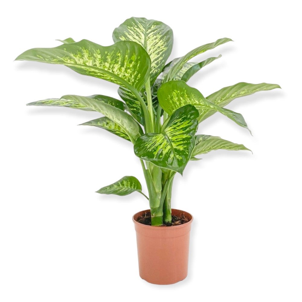 CONCIME in FIALETTA NUTRE GIUSTO piante verdi interno appartamento Cycas FLORTIS - 4