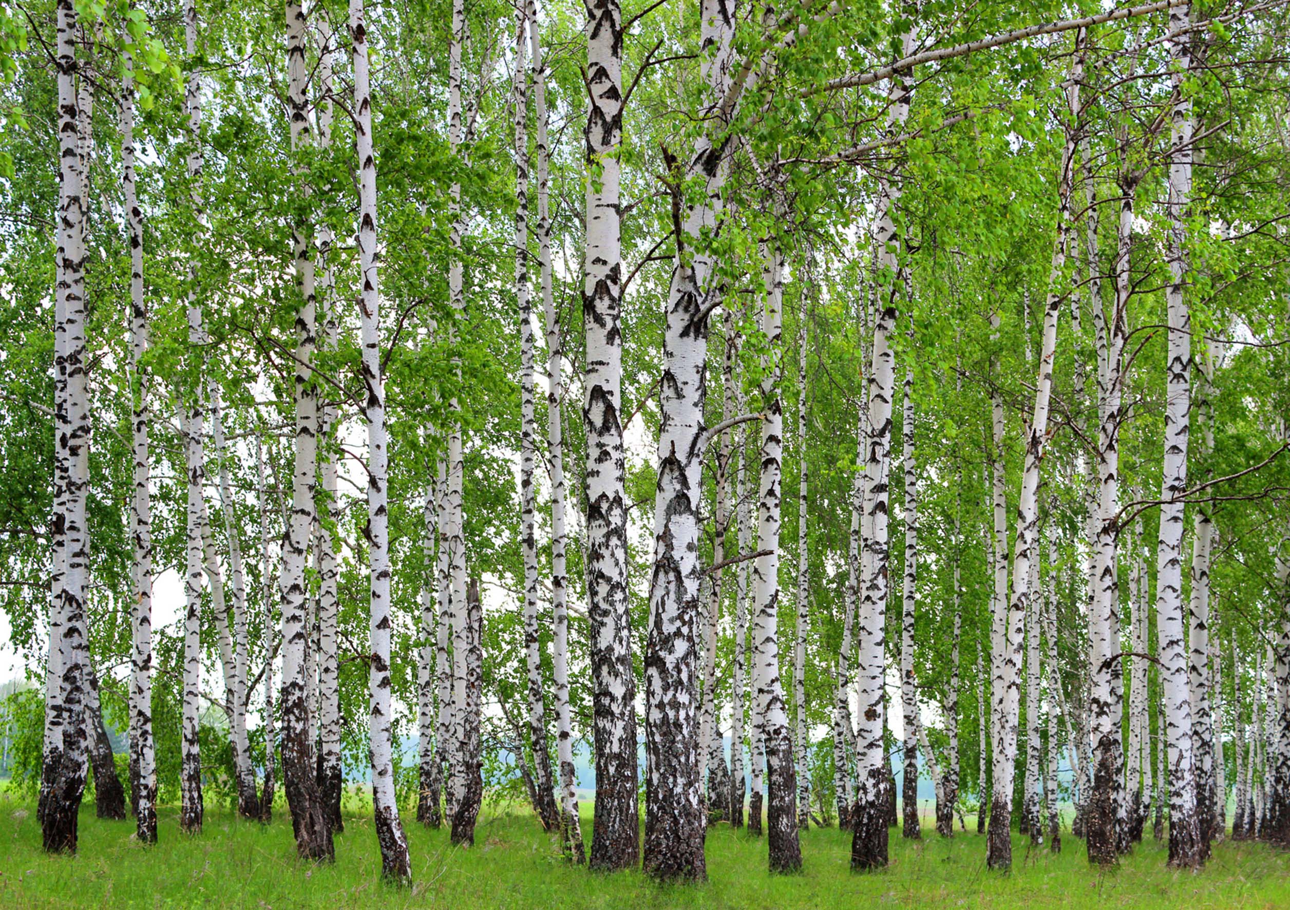 Fototapeta zalesiony krajobraz zielonym - 360 x 254 cm - SANDERS &amp; SANDERS