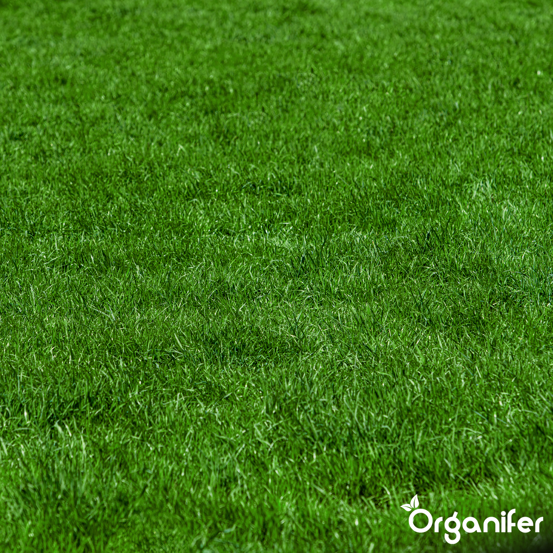 Gazon Résistant à la Sécheresse - Arida (10 kg pour 500 m²) - Organifer - 9