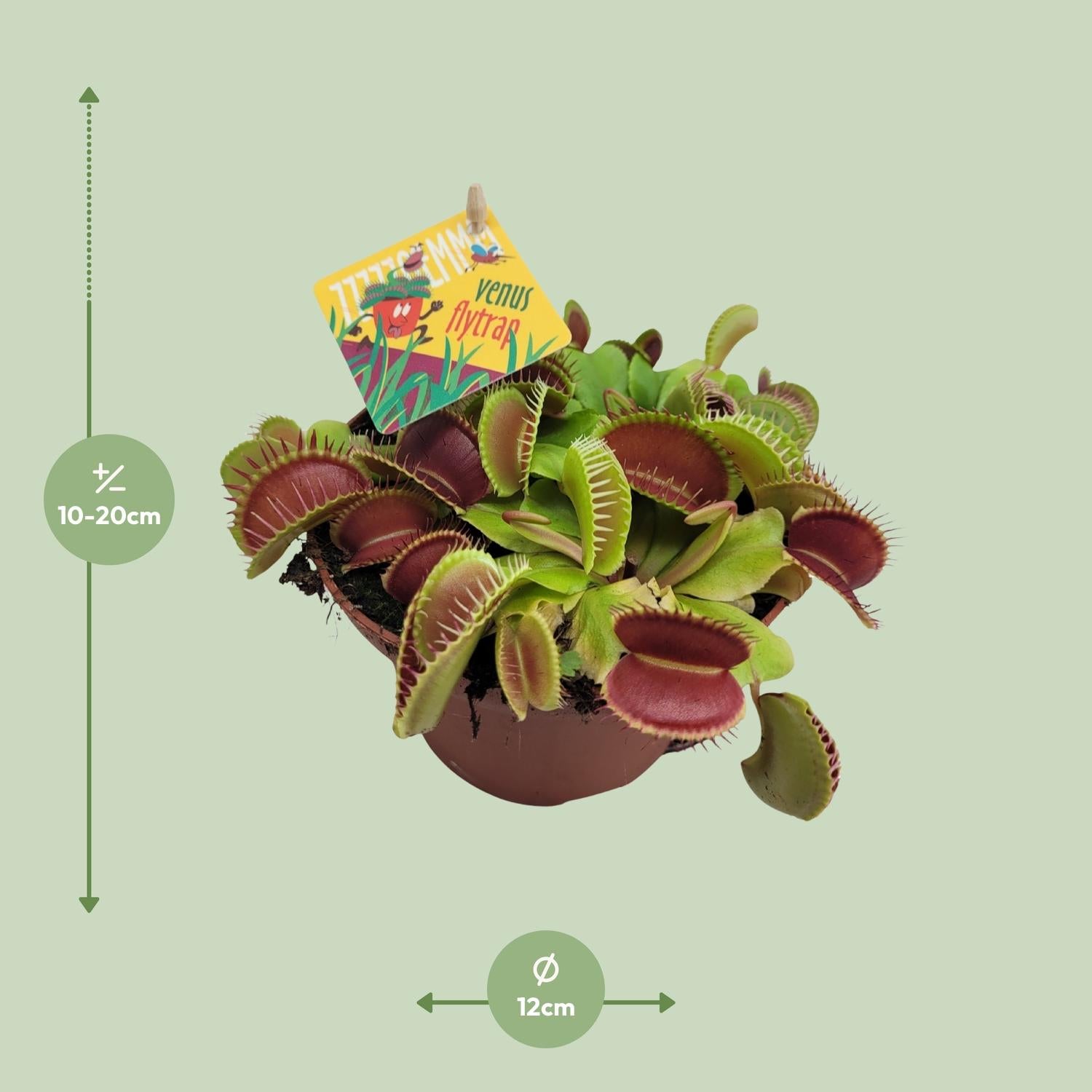 Dionaea Muscipula - Pianta Carnivora Acchiappamosche - Vaso Ø12cm - Altezza 12cm - 3