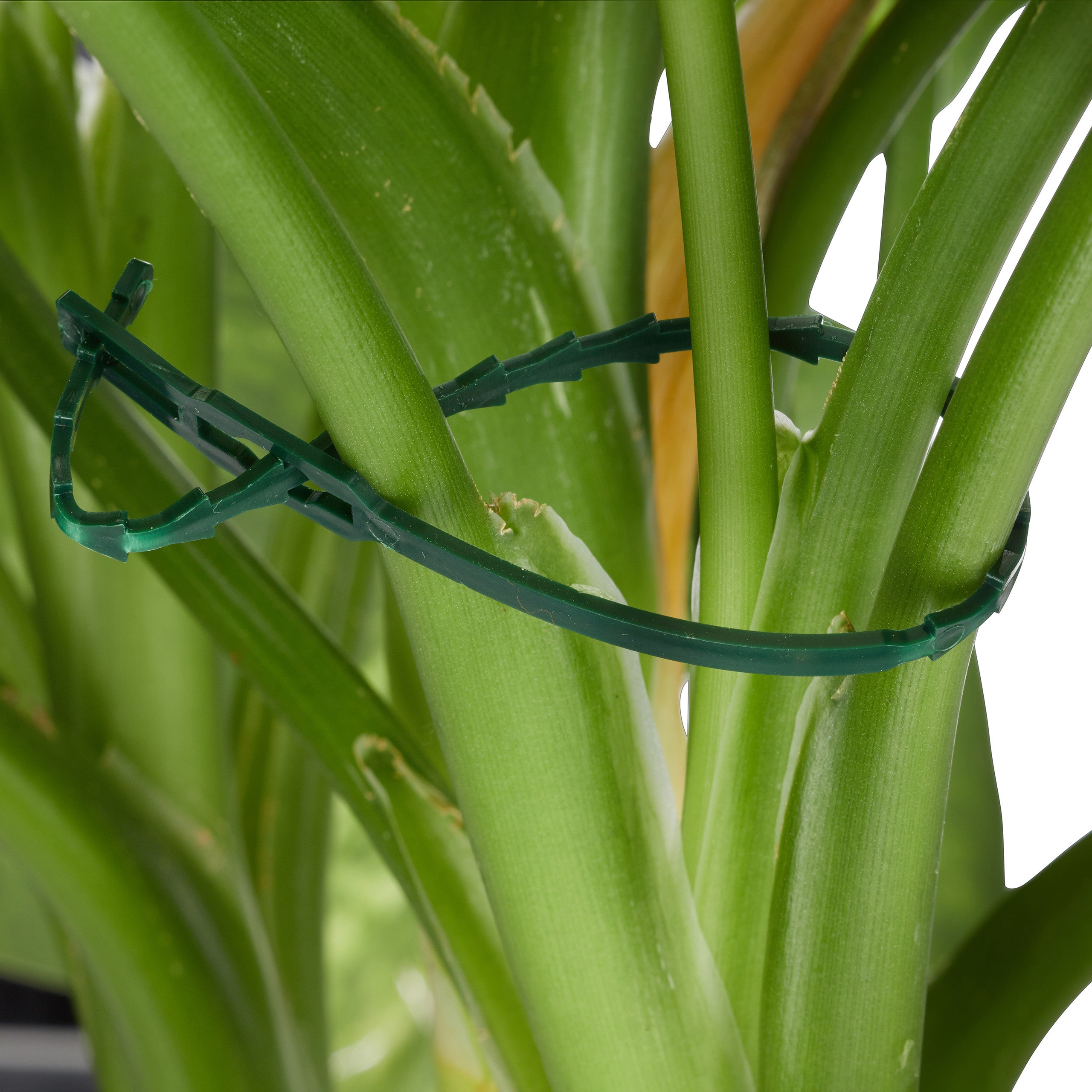 Set d’attache plantes set de 550 pièces. Clips stables, fils fournis le cutter, tuteur roses, tomates, vert, Relaxdays - 2