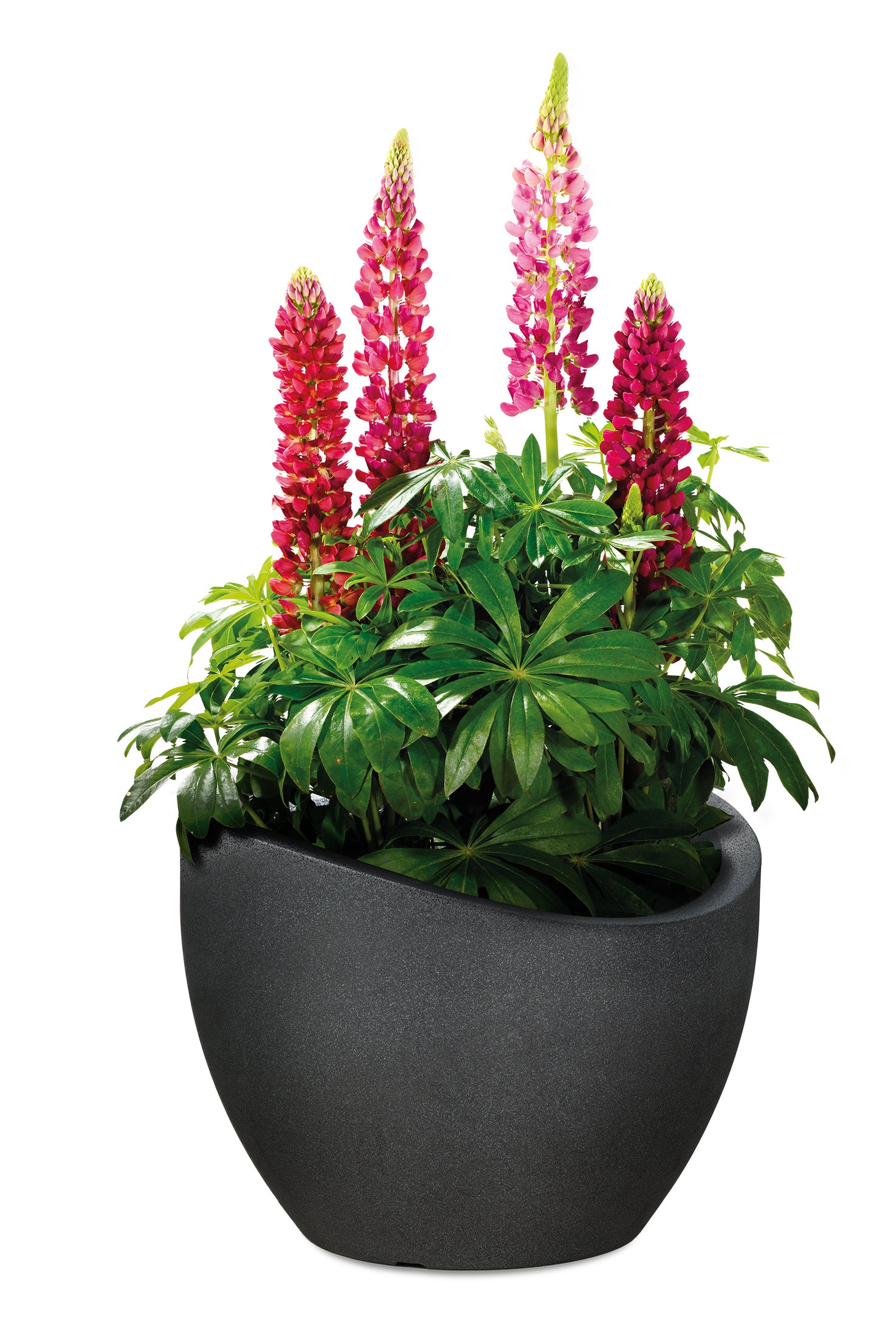 Scheurich Wave Globe 40, pot à fleurs/jardinière, cylindrique, coloris: Granit noir, fabriqué avec du plastique recyclé, pour l’extérieur - 6