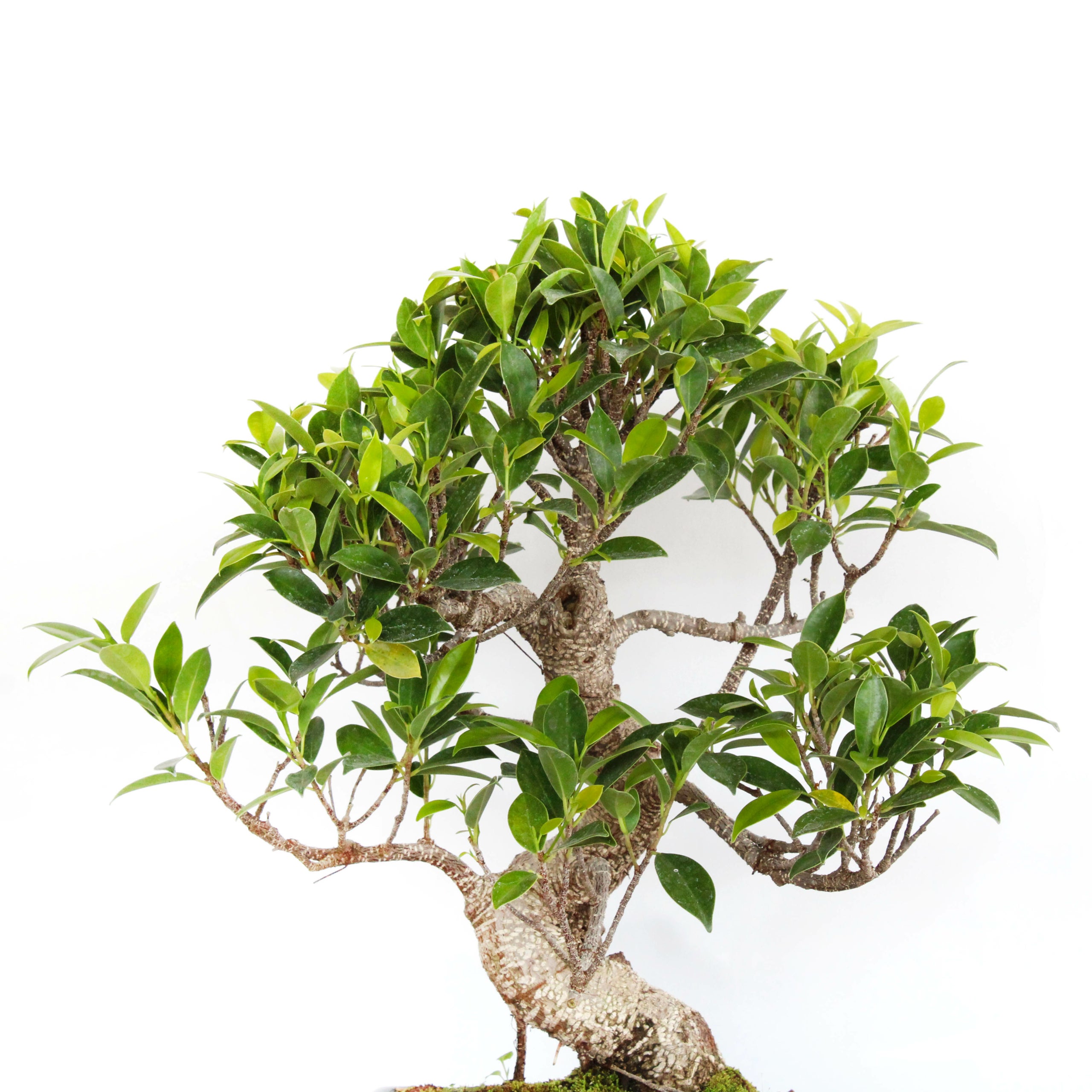 KENTIS - Bonsaï Ficus Microcarpa - Bonsaï Ficus Retusa - Plantes d'Intérieur Véritables - Pot en Céramique - H 40-50 cm Pot Ø 25 cm - 2
