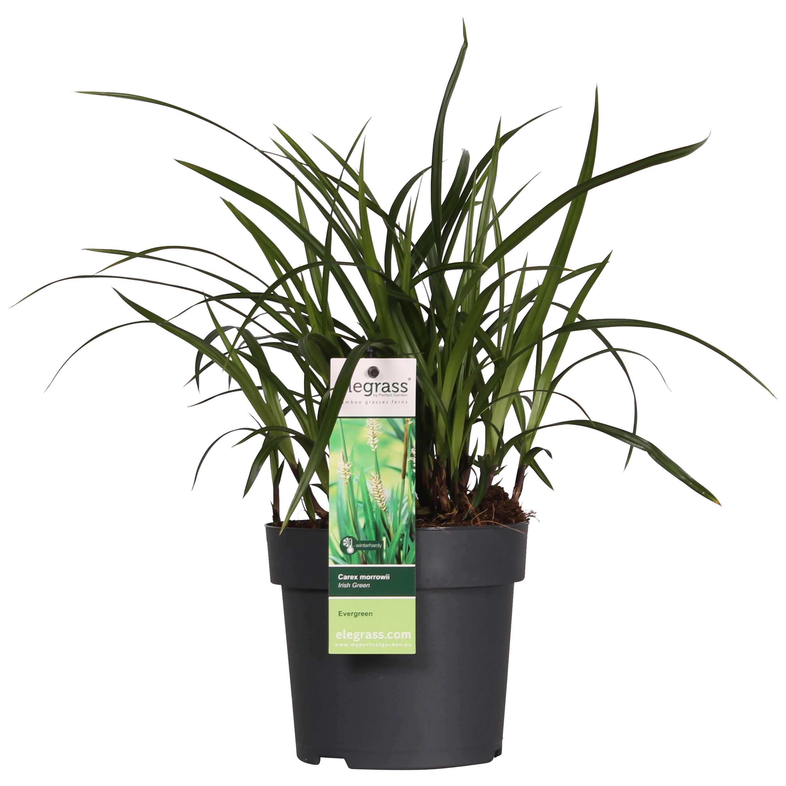 Carex morrowii ‘Irish Green’ - Zimozielona trawa ozdobna - Odporna okrywowa - Doniczka Ø19cm - Wys. 40cm