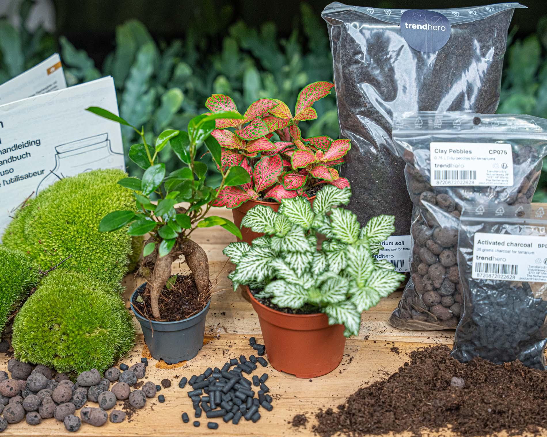Start i uzupełnienie terrarium – Ficus Ginseng Bonsai