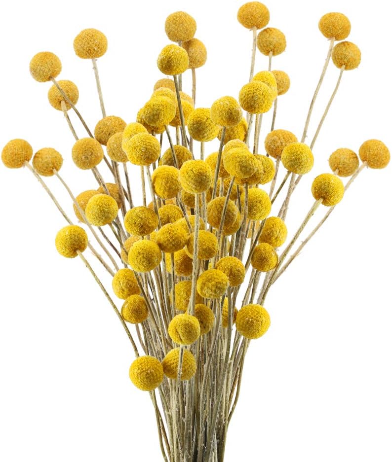 40 Sztuk Naturalnych Suszonych Kwiatów Craspedia, Suszone Kulki Billy Button, Bukiet Kwiatowy na Boże Narodzenie, Ślub, Zimę, Dekorację Kwiatową Domu