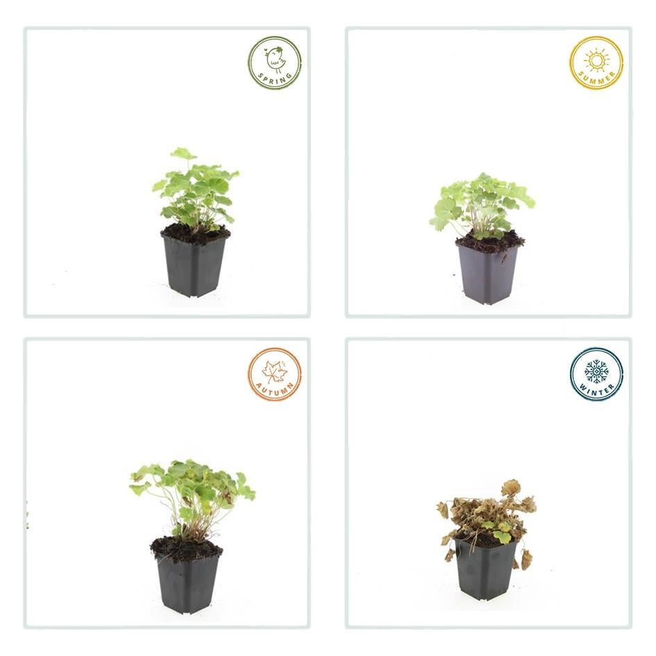 24x Plante Alchemilla mollis - ↕10-25cm (hauteur) - Ø9cm (diamètre)– ComfortXL Green - 3