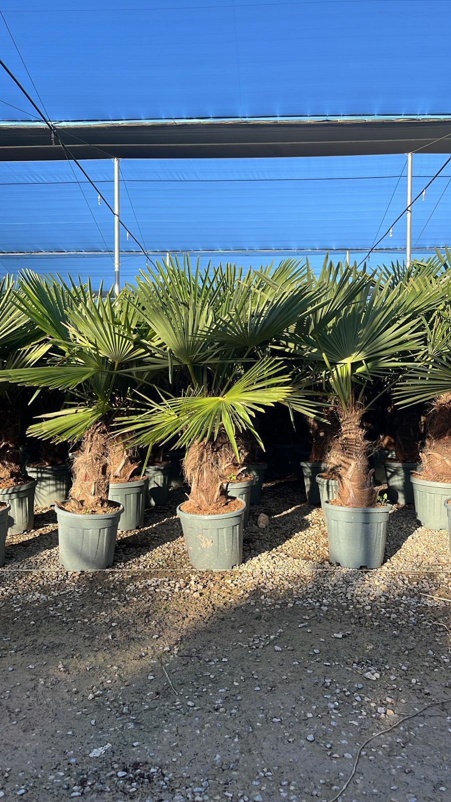 Sunny Tree - Palmier - Trachycarpus Fortunei - Palmier en éventail de Chine - Palmier à chanvre - 140-160 cm Pot compris - Hauteur du tronc 40-50 cm - 8