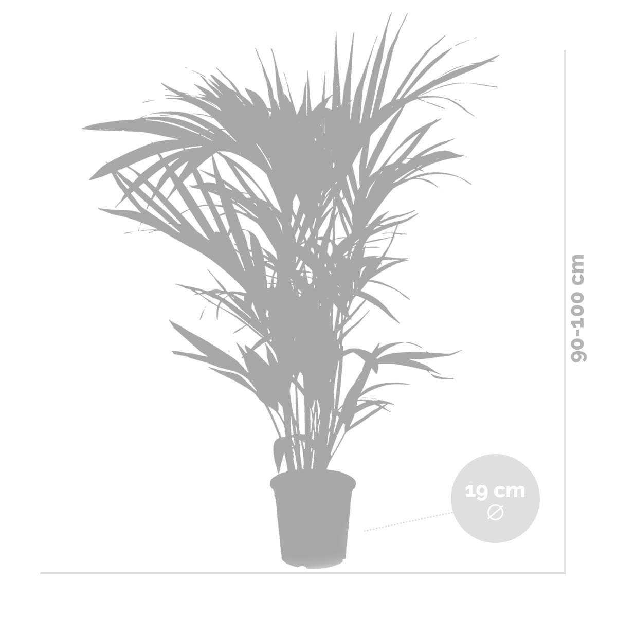 Howea Forsteriana - Palmier Kentia - Plante d’intérieur - Dépolluante - H. 80-100 cm - 5