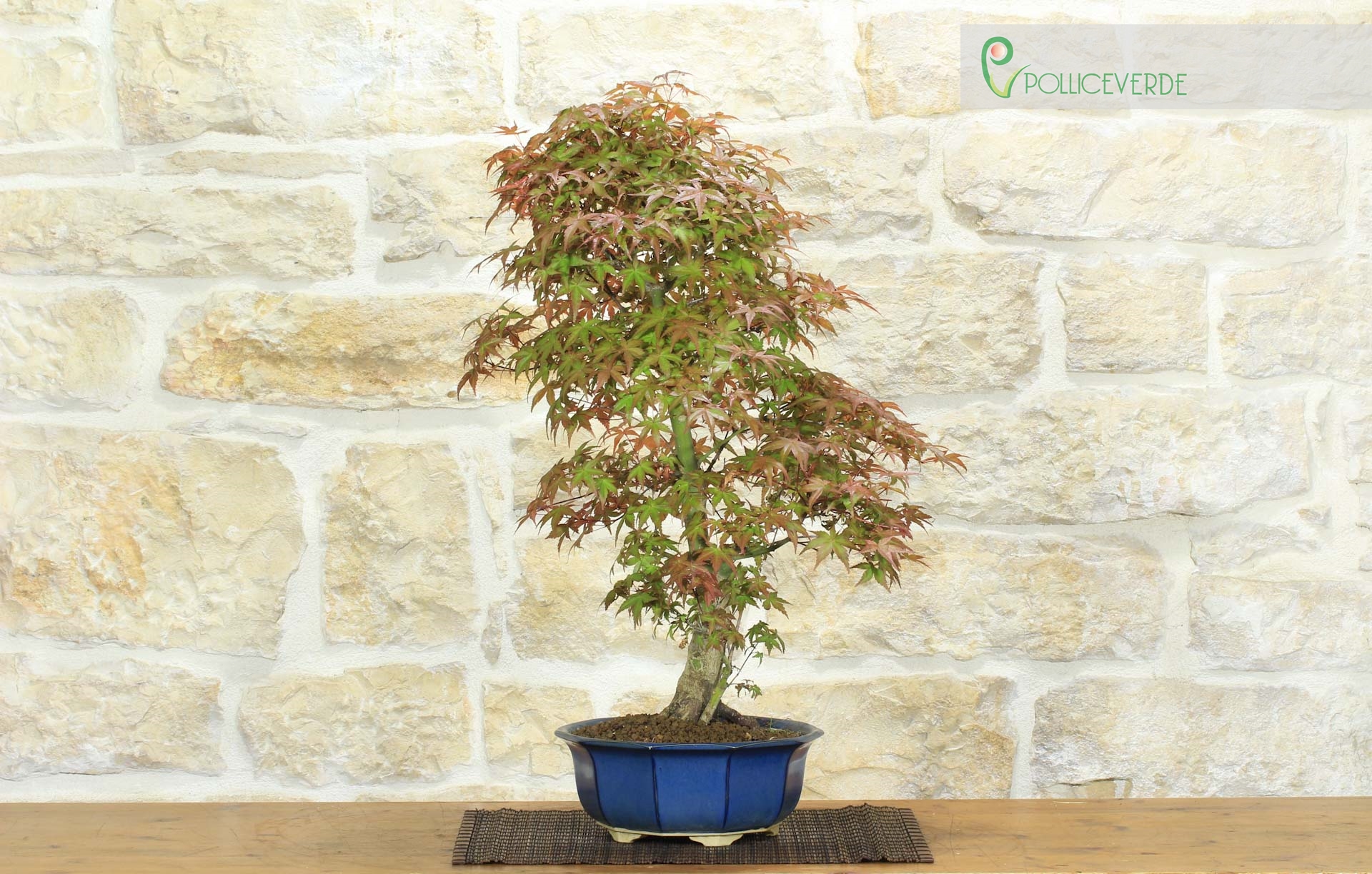 azalee zum bonsai machen Bonsai Azalee  Bonsai winkel