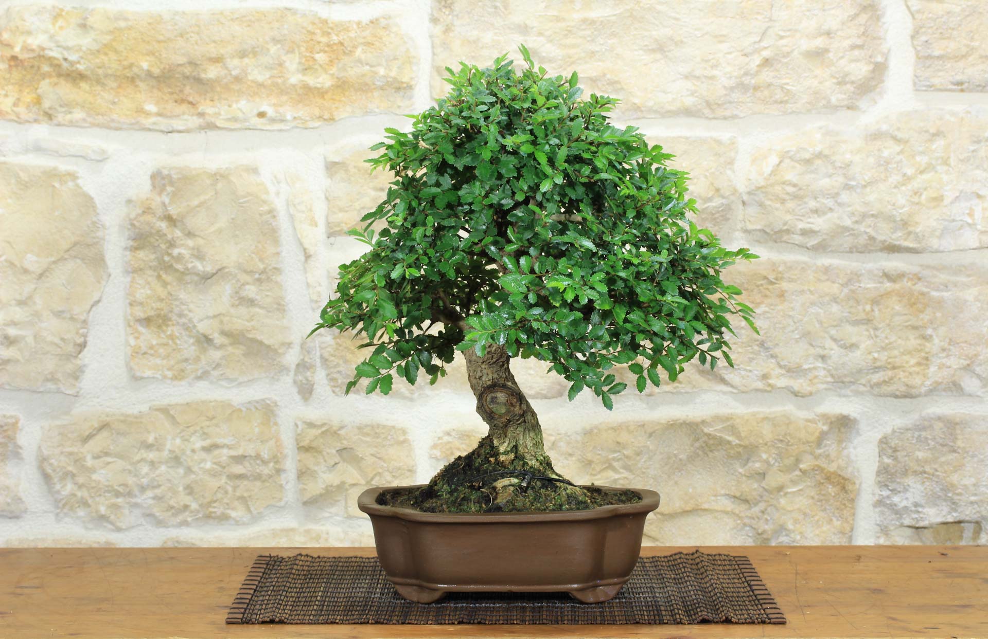 Bonsai di Olmo Parvifolia (8) | Leroy Merlin
