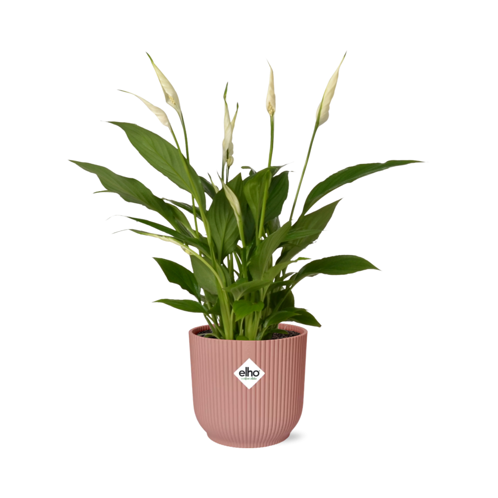 Spathiphyllum 12cm Torelli w doniczce ELHO Vibes Fold różowej – Lilia pokoju oczyszczająca