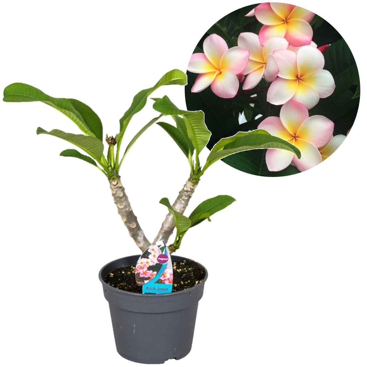 Frangipanier - Plumeria rubra 'Hawaii' - Hauteur 45-55cm - ⌀17cm - 8