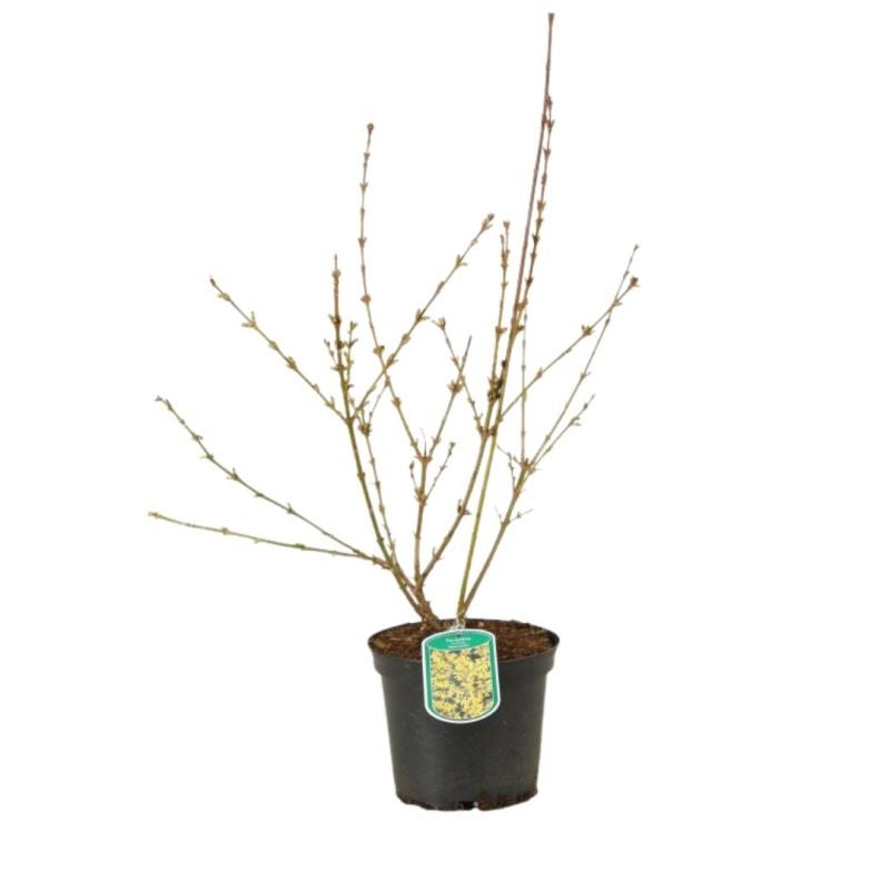 Forsythia Spectabilis 3L - 3