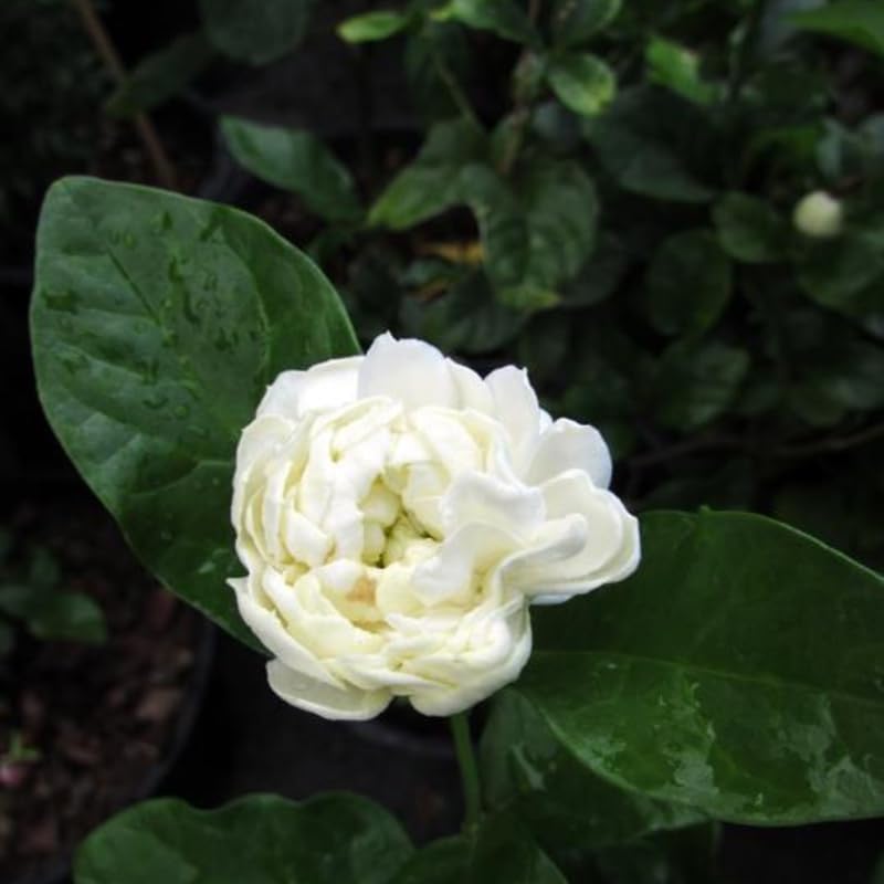 200 graines de jasmin à fleurs doubles, une variété de jasmin de Sabah, idéale pour les jardins et les balcons. - 3