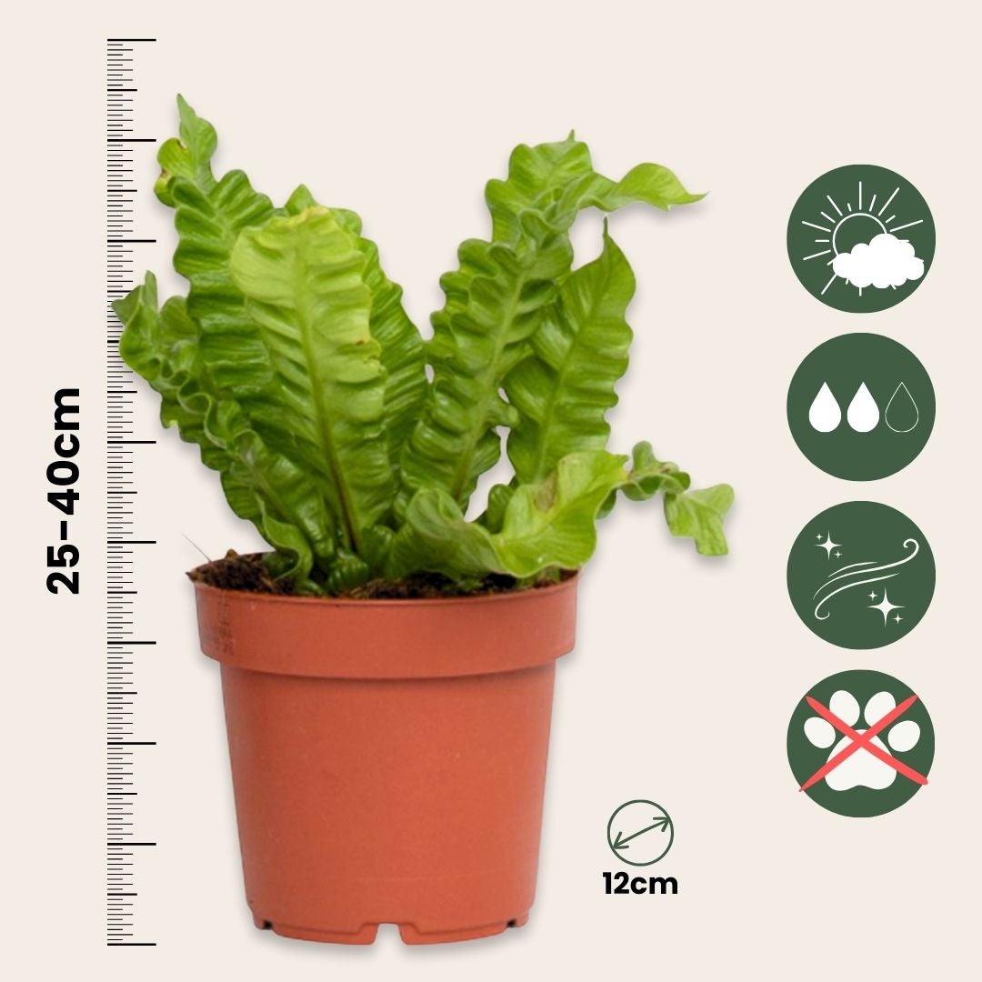 Felce nido d'uccello - 2 Pezzi - Asplenium nidus - Altezza 25-40cm - ⌀12cm - 2